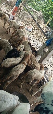 9898777132