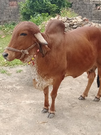 ગીર હોડકી વેચવાની છે