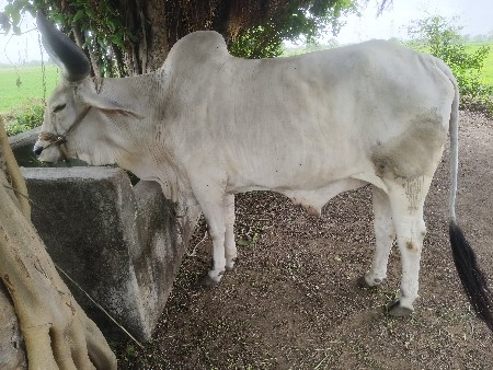 બળદ લેવાનો