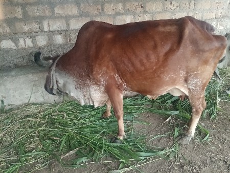 ગાય વેચવાની છે
