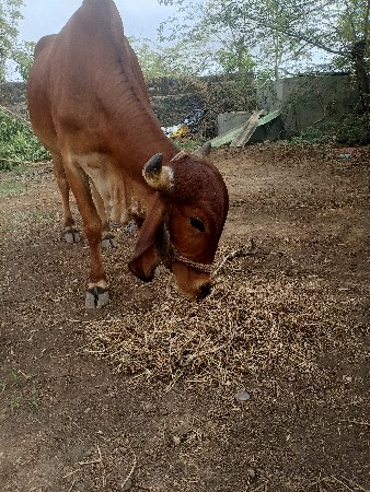 ગાય વેચવાની છે