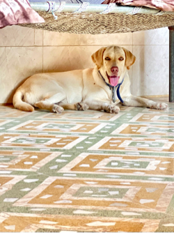 Labrador female for sale