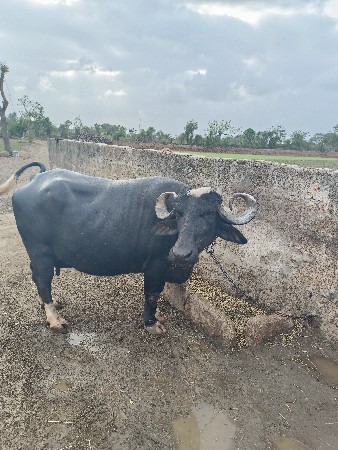 નવ ચાંદરી ભેંસ વેચવાની છે