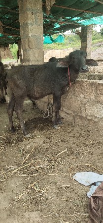 પાડીવેચવાનિછે
