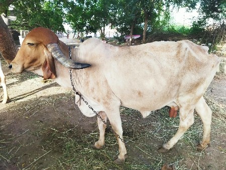 વેશવાની સે