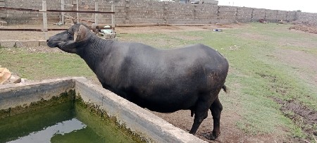વેચવાની છે