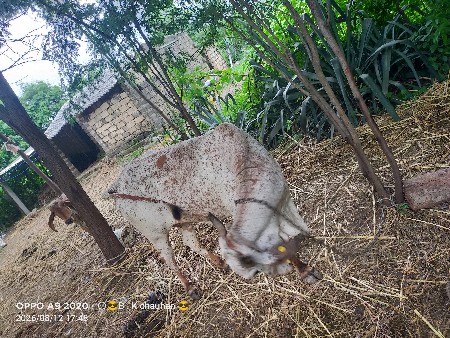 ગાય વેચવાની છે