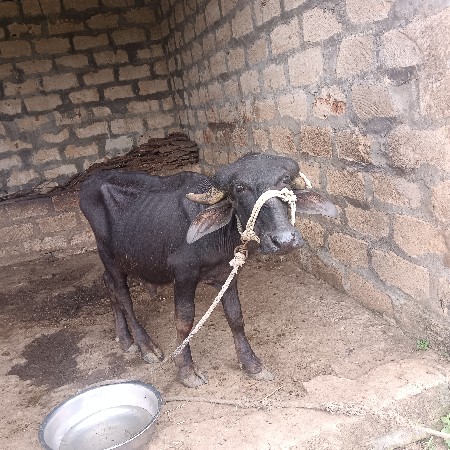 પાડો વેસવા નો સે