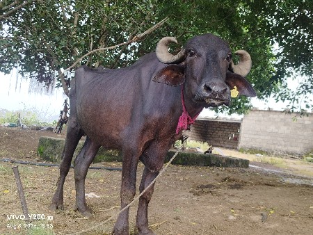 babariya devendra