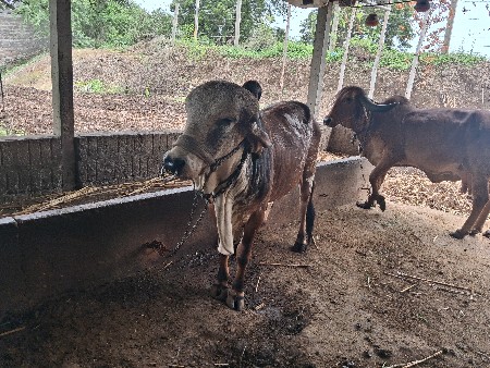 ગોડલો અઢી વર્ષનો વેચવાનો છે ગાયું