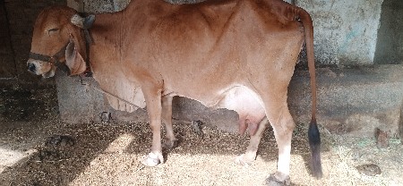 ગીર ગાય વેચાણ છે