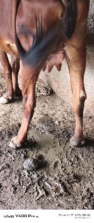 વેશવાનીશે