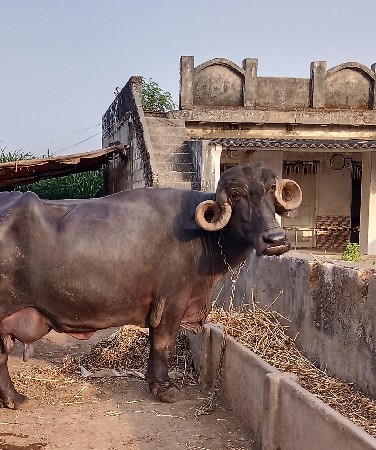 ભેંશ વેચવાની છે