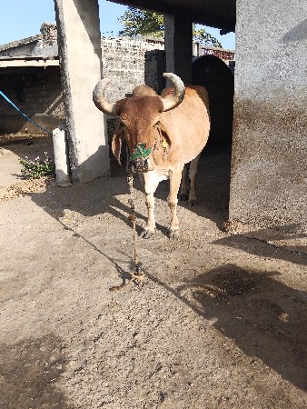 એક બળદ વેચવાનું છે
