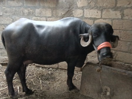ભેંસ વેચવાની છે