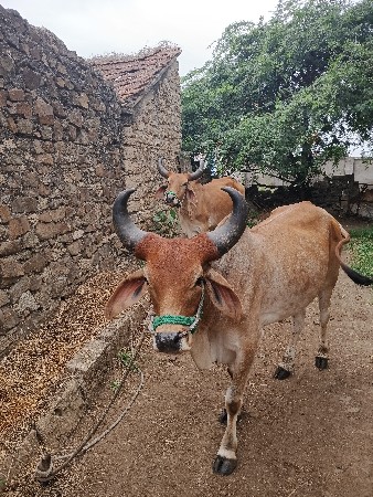 ઘોઢલા વેસવાનાછે સાલૂછે પાણીયારા