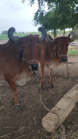 બળદ આપવાના છે