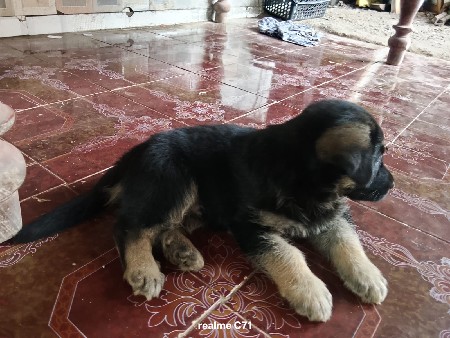 dog vechvano se