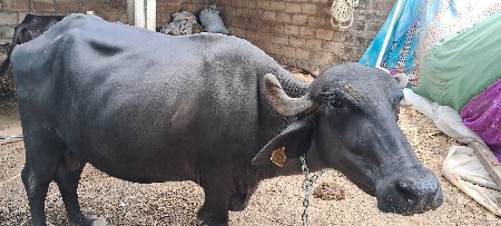 2જુ વેતર વિયાહે 15થી 20દી માં