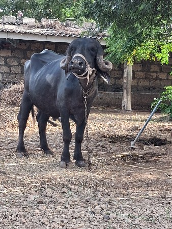 1પેલુ વેતર  વ્યાસે