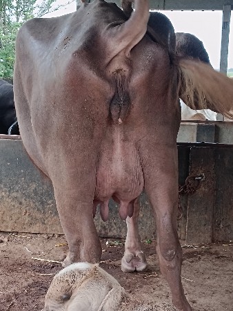 ભુરી ભૈસ