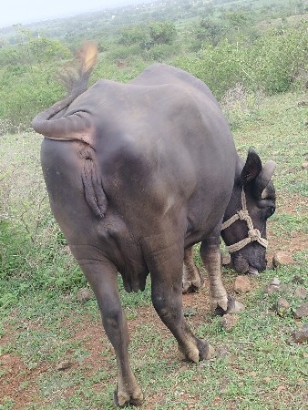 ભેંસ વેચવાની છે