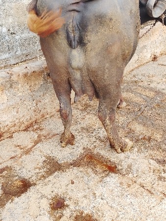 વેચવાનું છે