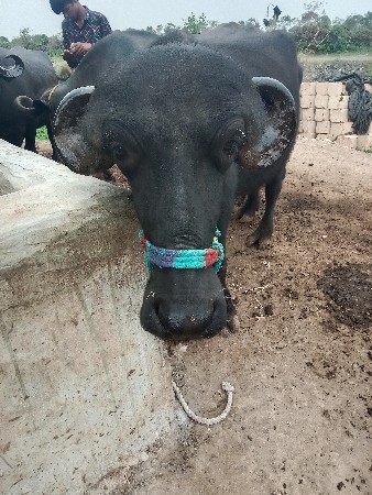 દ્વારકા જિલ્લો ખંભાળિયા તાલુકો ગામ