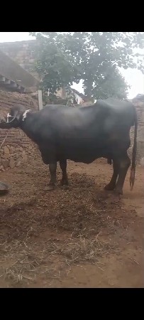 ભેંસ વેચવાની છે