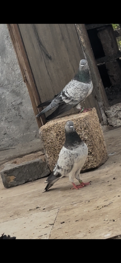 Kabootar