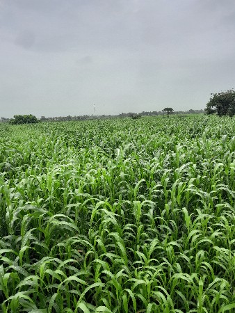 લીલી જવાર નો સારો
