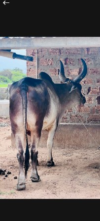 વેચવાનો છે બીજી ધર ડાભી યાર