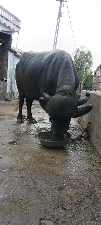 પોરબંદર ગામ મંડેર વિજાપુરા વડોદરા