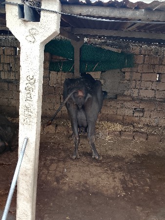 ભેસ વેશવાની છે