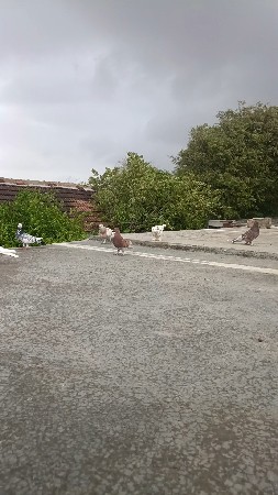 જોડી વેચવા ની સે લાલ