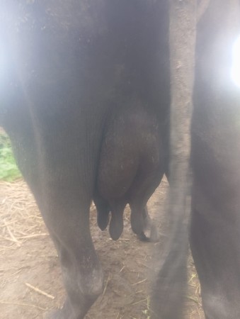 ભેંસ વેશવાની છે