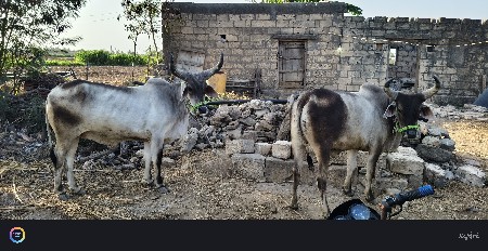 ગોધલા છે
