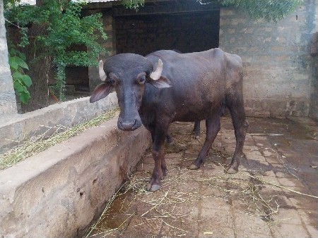 3 ખડેલા વેચવાના છે