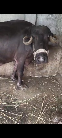 બીજા નેત્રની છે ખદેલી