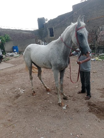 આ રોજી ઘોડી વેચવા ની છે