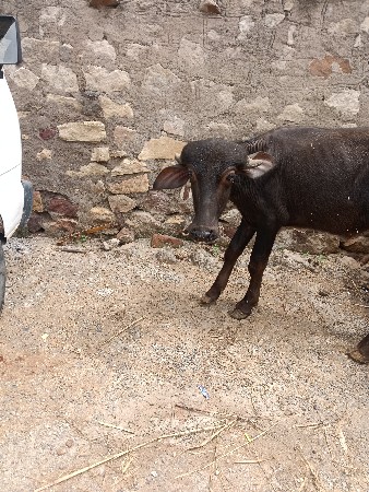 પાડો વેચવાનો સે