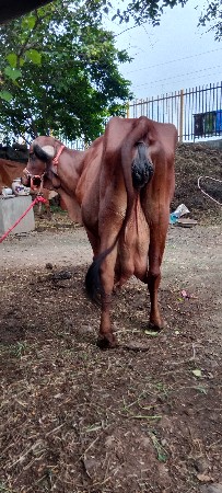 ગીર ગાય વેચવાની છે