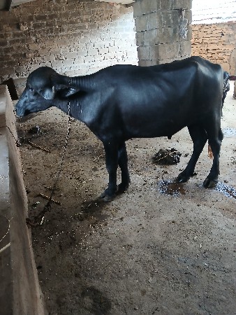 પાડો વેસવાનો છે