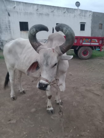 એકજ સે