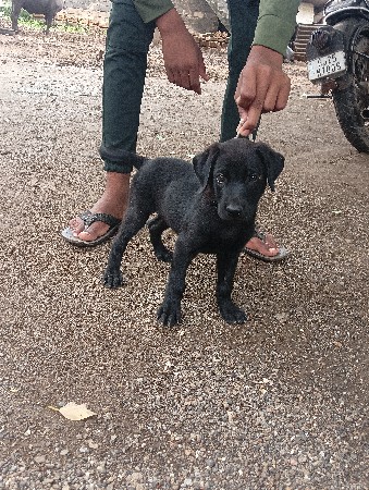Labrador mel visva no se