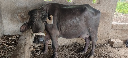 ભેંસ વિયાઈ ગયલે છે 15 દિવસ થયા