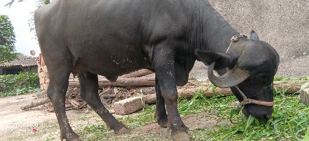 ડોડીયા વેજા ભાઈ