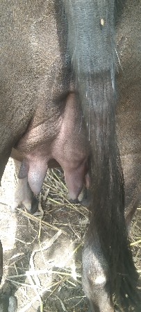 રાહુલ ભાઈ