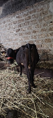એસબ ગાય વેચવાની છે સાવ સોજી