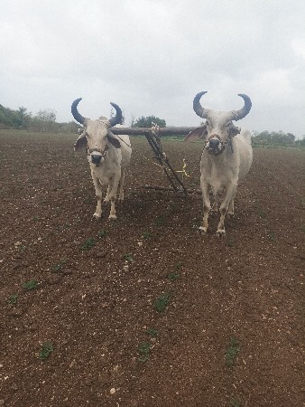 બળધ વેચવાના શે